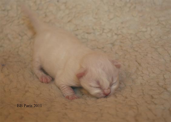       chaton de 7 jours